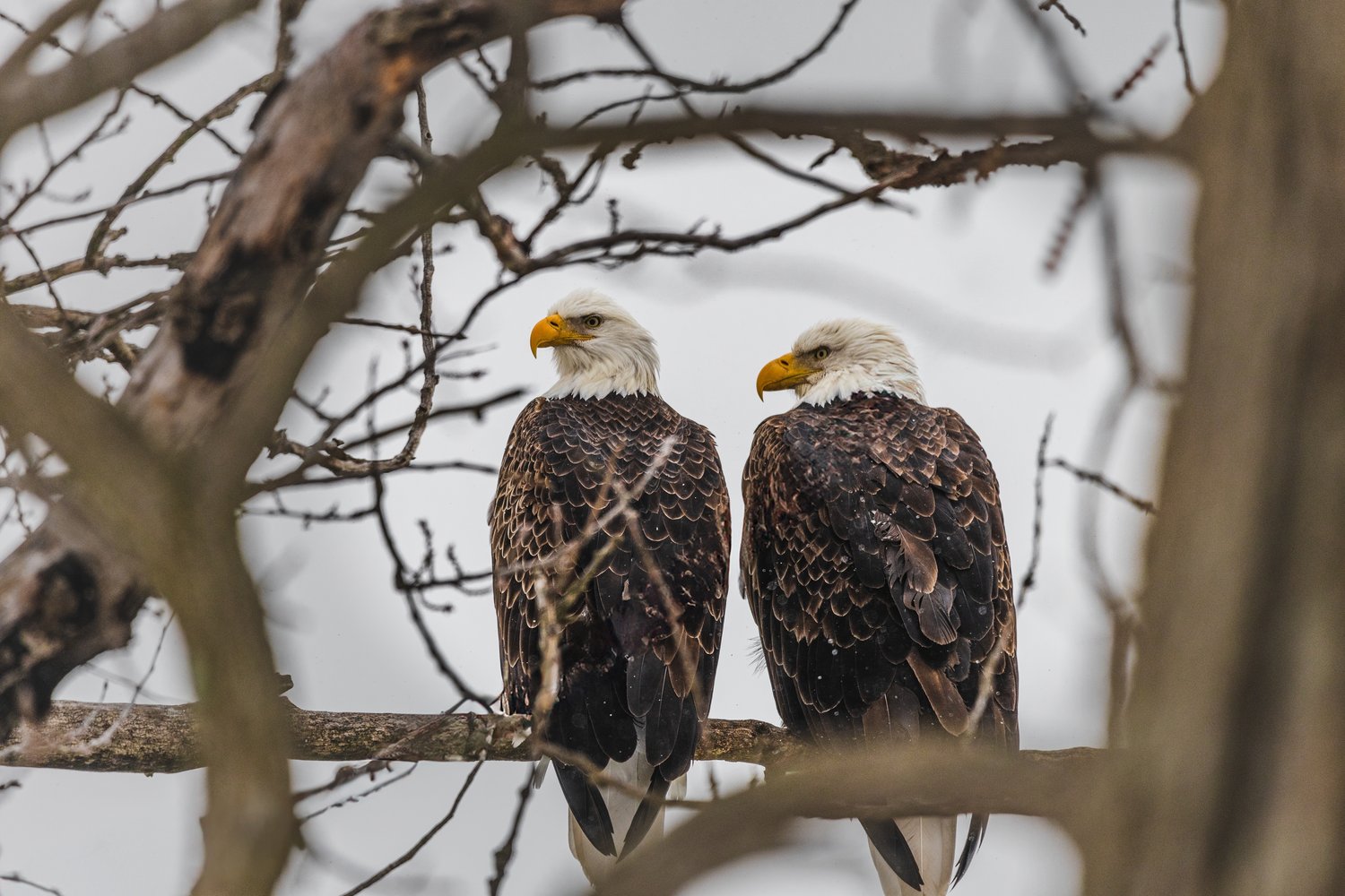 Two adult bald eagles perched side by side on a bare tree branch, gazing toward the left. They display the characteristic white heads and tail feathers along with dark brown mottled bodies and bright yellow hooked beaks. The scene is framed by out-of-focus tree branches in the foreground and background, with an overcast, pale sky suggesting a cold winter day.